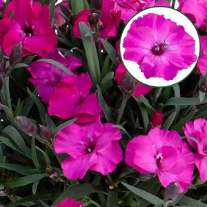 Bild von Dianthus P10.5 Scully Kleurtonend